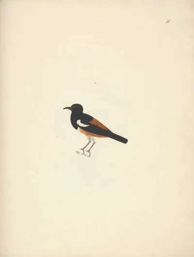 Thamnolaea Semirufa White Winged Cliff Chat