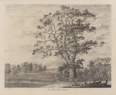 The Abbots Oak