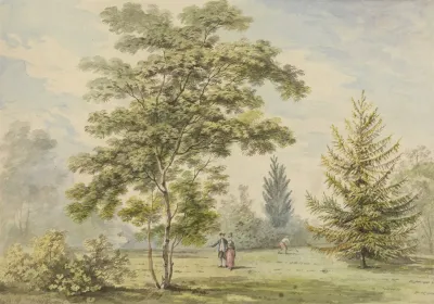 The Acacia Tree Figures In A Park