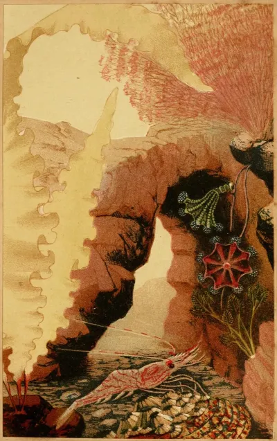 The Aesop Prawn
