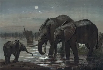 The African Elephant