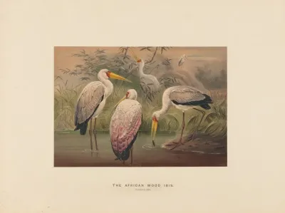 The African Wood Ibis 2