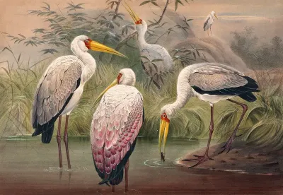 The African Wood Ibis