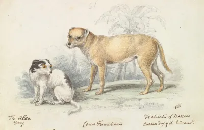 The Alco Young Carrier Dog Of The Indians