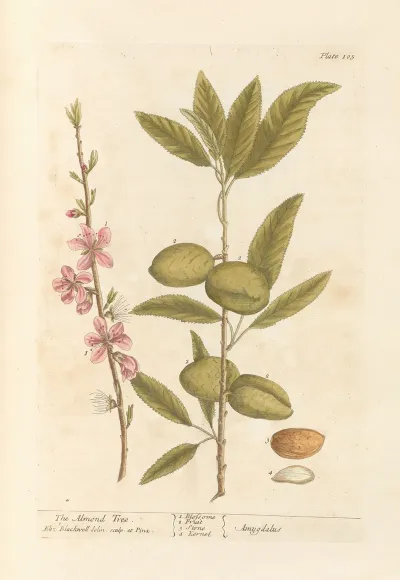 The Almond Tree 3