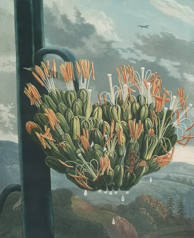 The Aloe 2