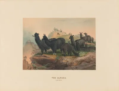 The Alpaca 2