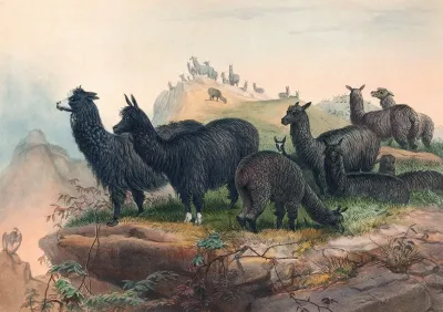 The Alpaca