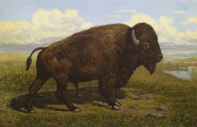 The American Bison At Jackson Hole Yellowstone