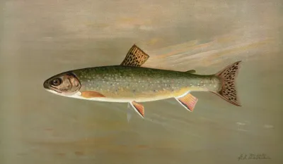 The American Brook Trout Salvelinus Fontinalis