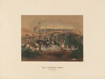 The American Rhea 2