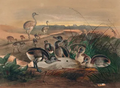 The American Rhea