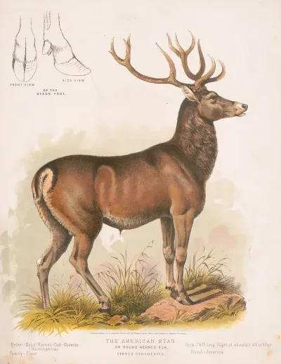 The American Stag Or Round Horned Elk Cervus Canadensis