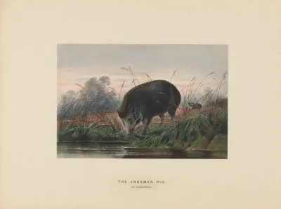 The Andaman Pig 2