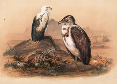 The Angolan Vulture