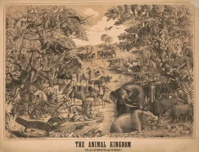 The Animal Kingdom Illustrated