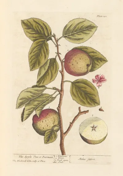 The Apple Tree Or Pearmain