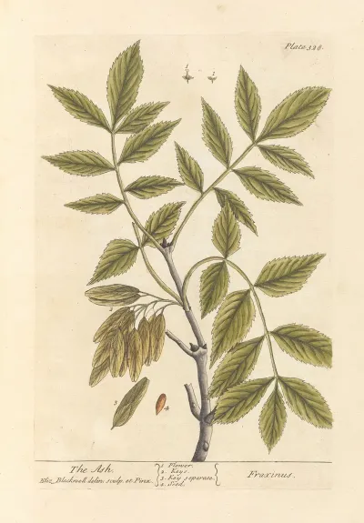 The Ash