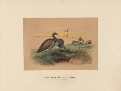 The Ashy Headed Goose 2