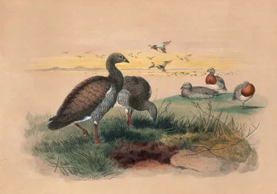 The Ashy Headed Goose