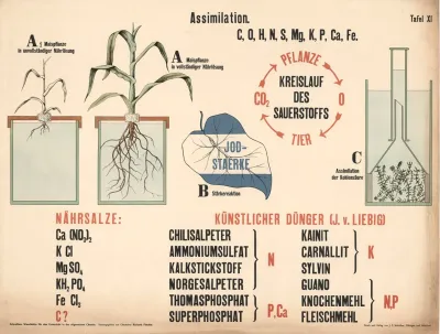 The Assimilation Of Green Plants