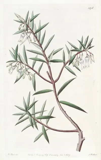 The Australian Cranberry