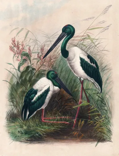 The Australian Mycteria