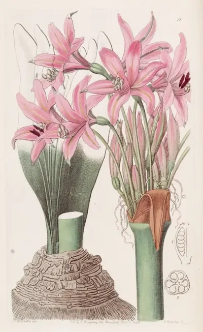 The Banksian Amaryllis