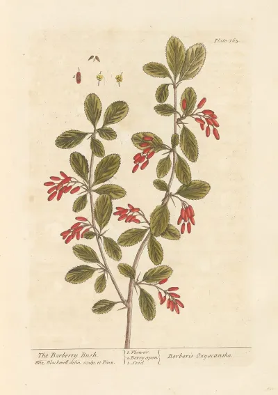 The Barberry Bush