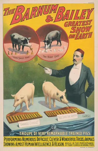 The Barnum Bailey Greatest Show On Earth Troupe Of Very Remarkable Trained Pigs
