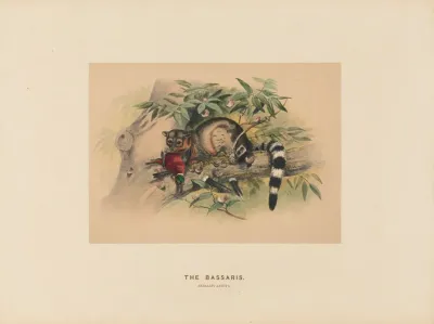 The Bassaris 2