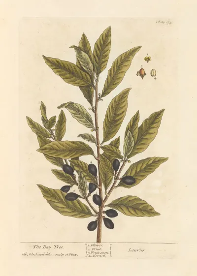 The Bay Tree