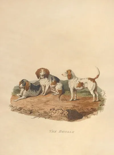The Beagle