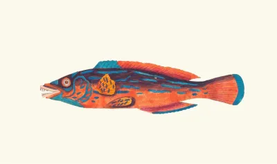The Beautiful Sparus
