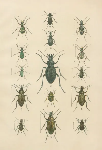 The Beetles Of Europe Pl 01
