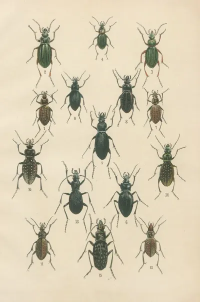 The Beetles Of Europe Pl 02