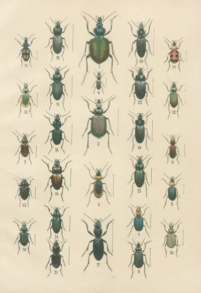The Beetles Of Europe Pl 03