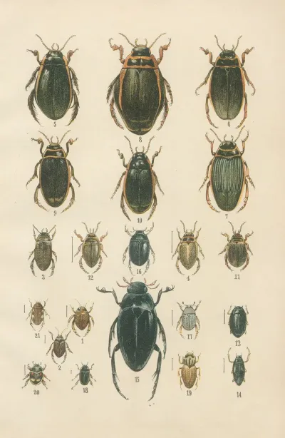 The Beetles Of Europe Pl 04