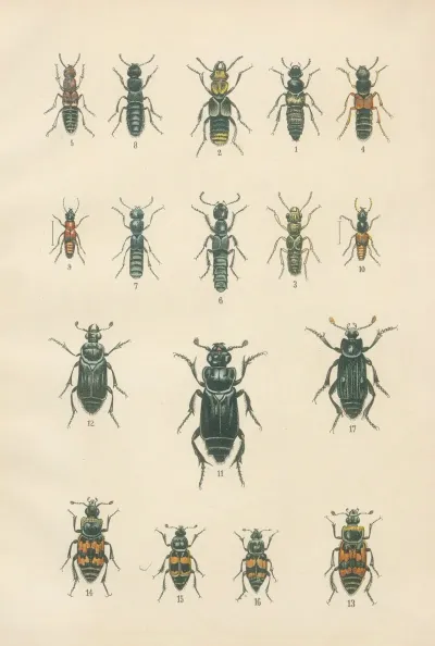 The Beetles Of Europe Pl 05