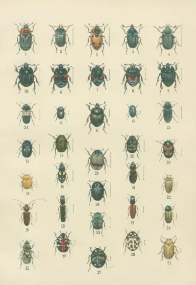 The Beetles Of Europe Pl 06
