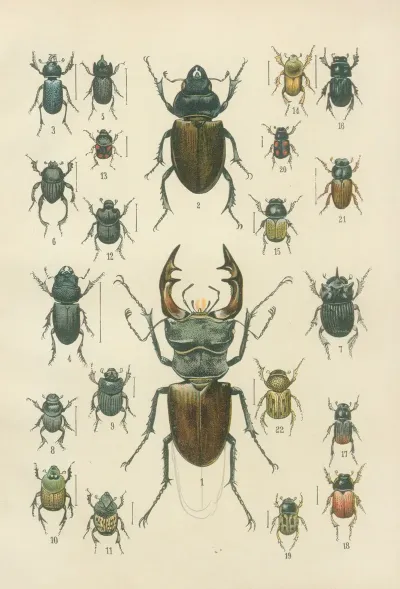 The Beetles Of Europe Pl 07