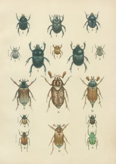 The Beetles Of Europe Pl 08