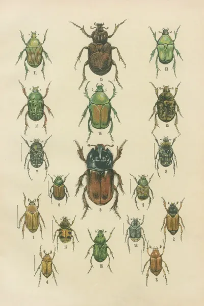 The Beetles Of Europe Pl 09