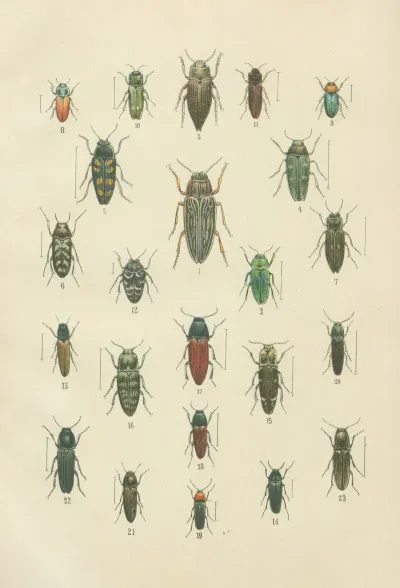 The Beetles Of Europe Pl 10