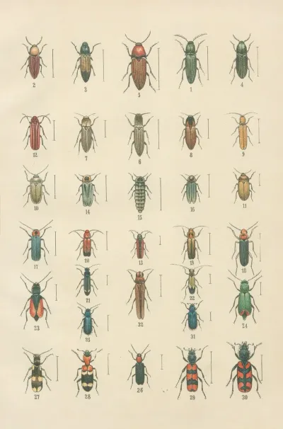 The Beetles Of Europe Pl 11