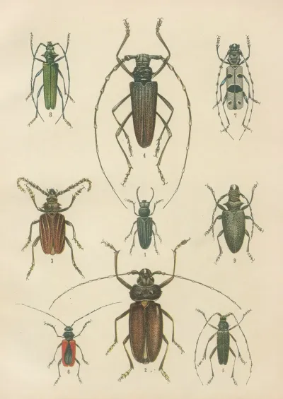 The Beetles Of Europe Pl 15