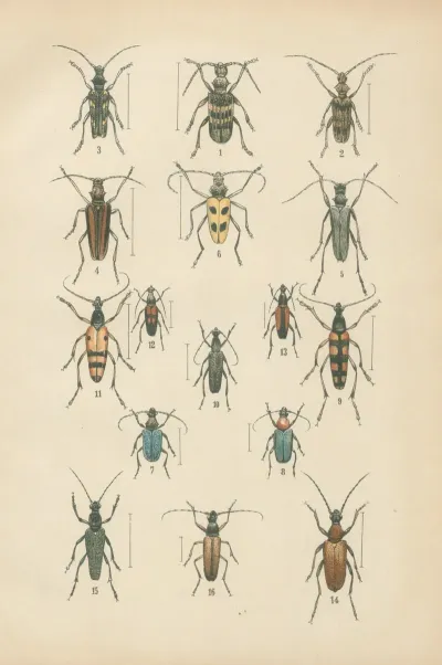 The Beetles Of Europe Pl 18