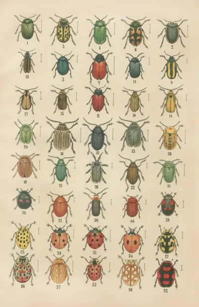 The Beetles Of Europe Pl 20