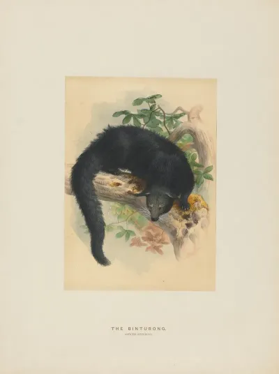 The Binturong 2