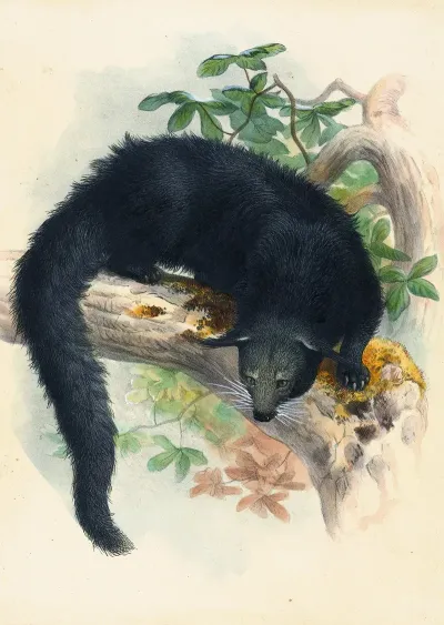 The Binturong